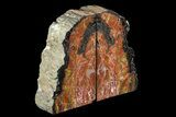 Tall, Colorful, Arizona Petrified Wood Bookends #74013-1